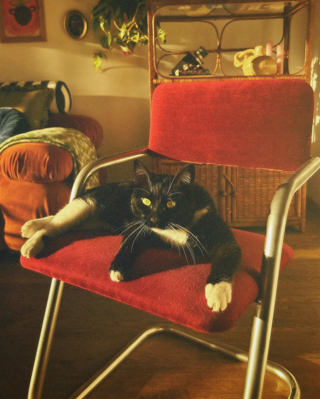 gato sentado deitado em cadeira vintage restauranda por carlopta flor casa sol
